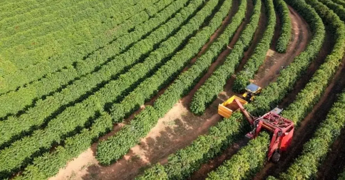 Cafés de origem buscam ampliar reconhecimento no Brasil e no exterior